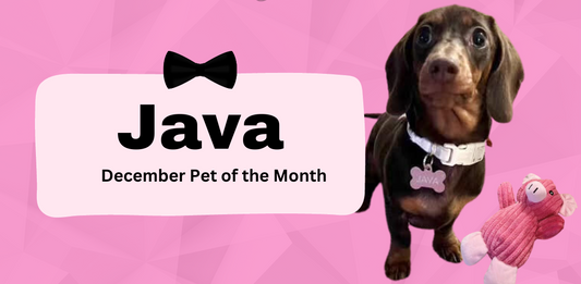 Meet December's Pet of the Month