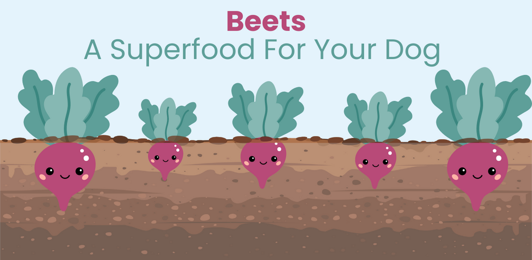 Why Beets Are Good For Your Dog