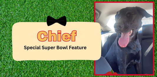 Special Super Bowl Feature!