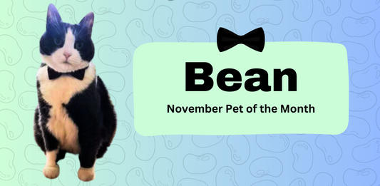 Meet November's Pet of the Month