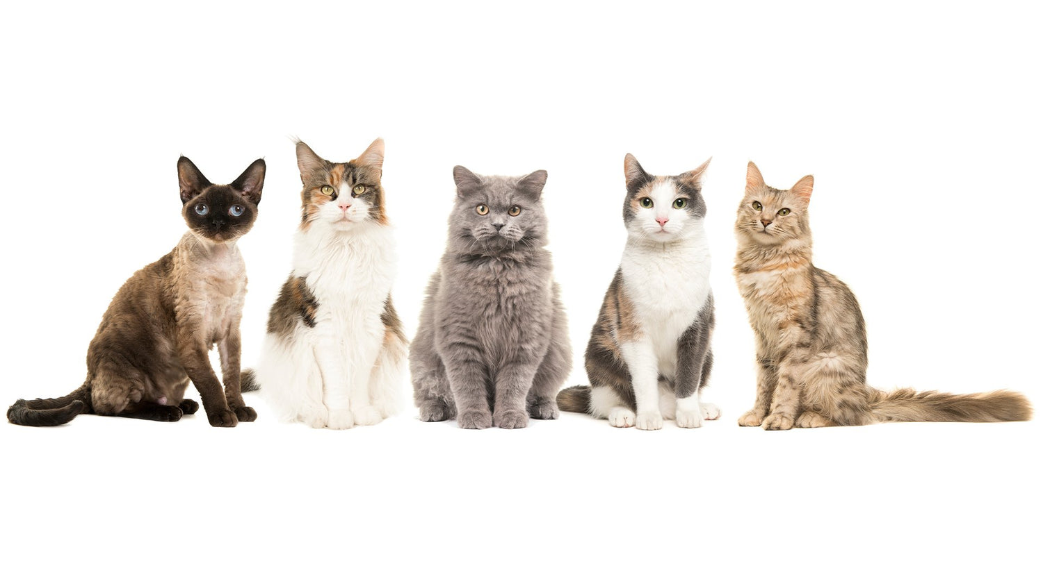 Cat Treats