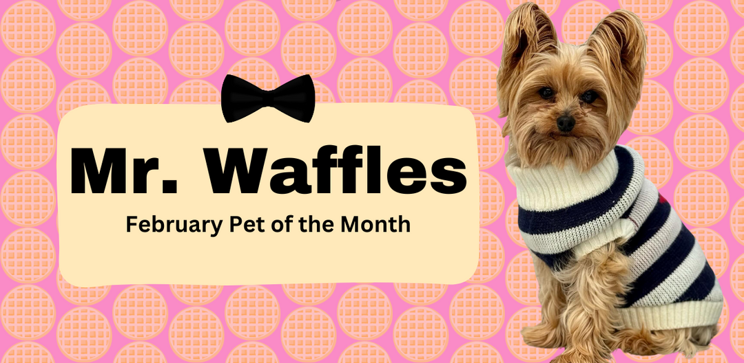 Meet February's Pet of the Month