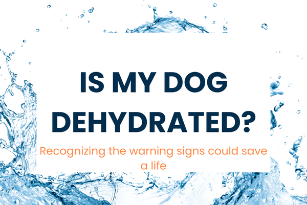 Is My Dog Dehydrated?