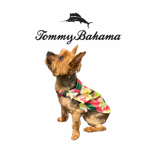 Tommy Bahama Dog Outfit and Harness | Hawaiian 3