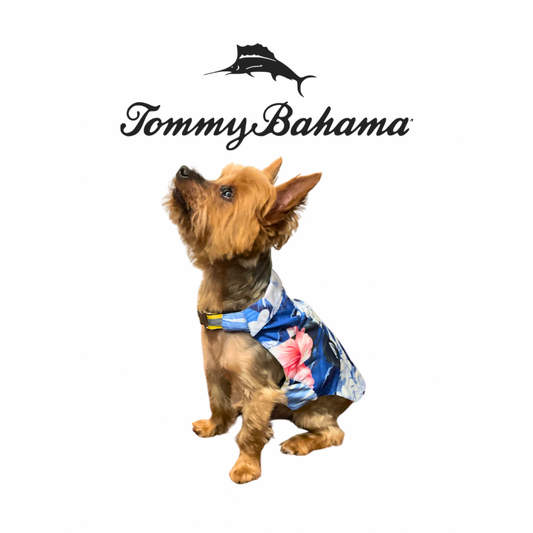Tommy Bahama Dog Outfit and Harness | Hawaiian 1