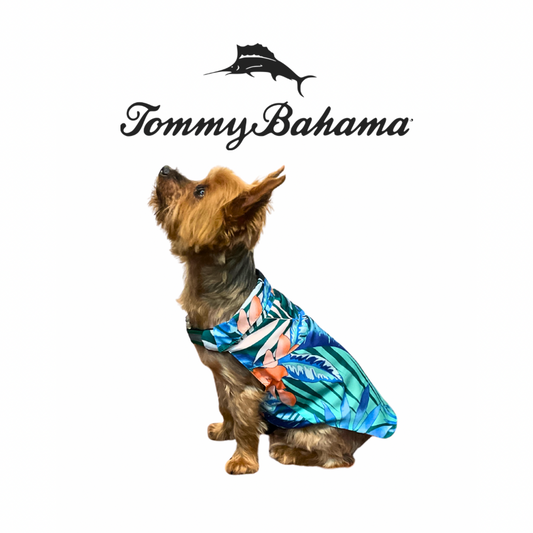 Tommy Bahama Dog Outfit and Harness | Hawaiian 2