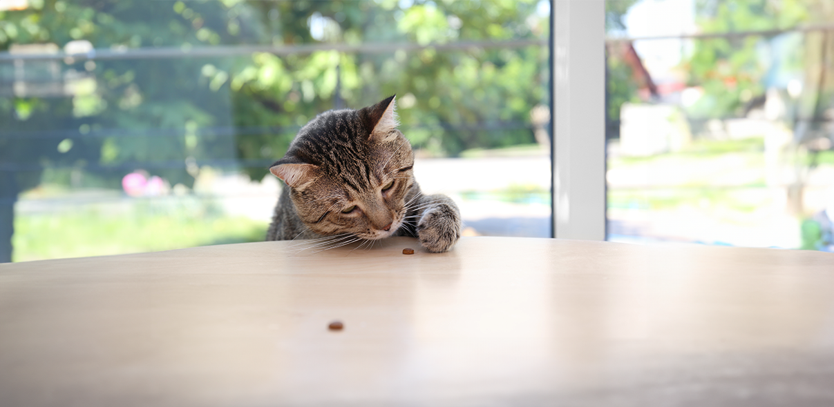 Pet cat shop near me online